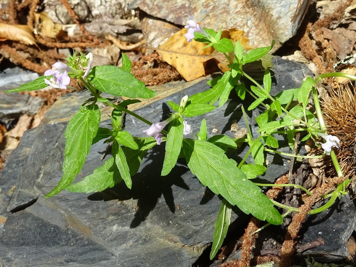 Galeopsis ladanum (Lamiaceae)